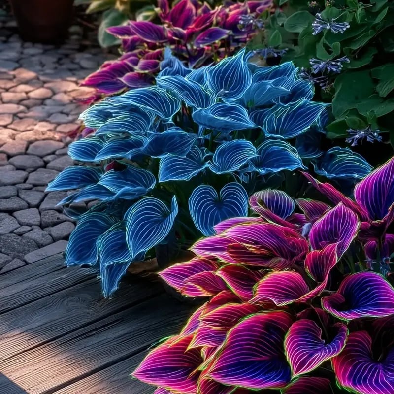 🔥2025 Garden Must-Have🌾 Perennial Coleus Ornamental Grass Seeds🌱