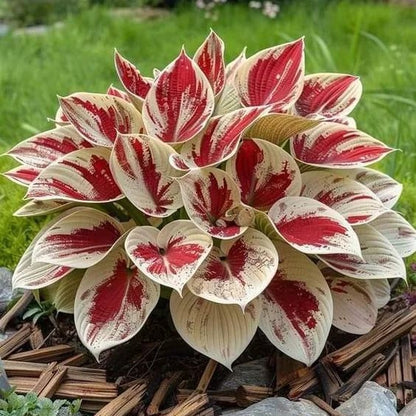 🔥2025 Garden Must-Have🌾 Perennial Coleus Ornamental Grass Seeds🌱