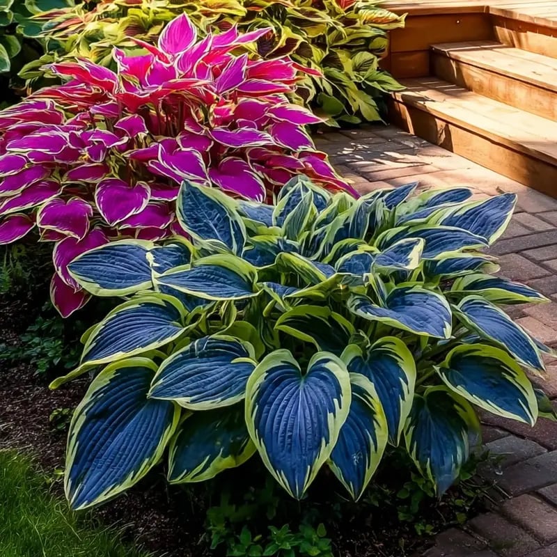 🔥2025 Garden Must-Have🌾 Perennial Coleus Ornamental Grass Seeds🌱